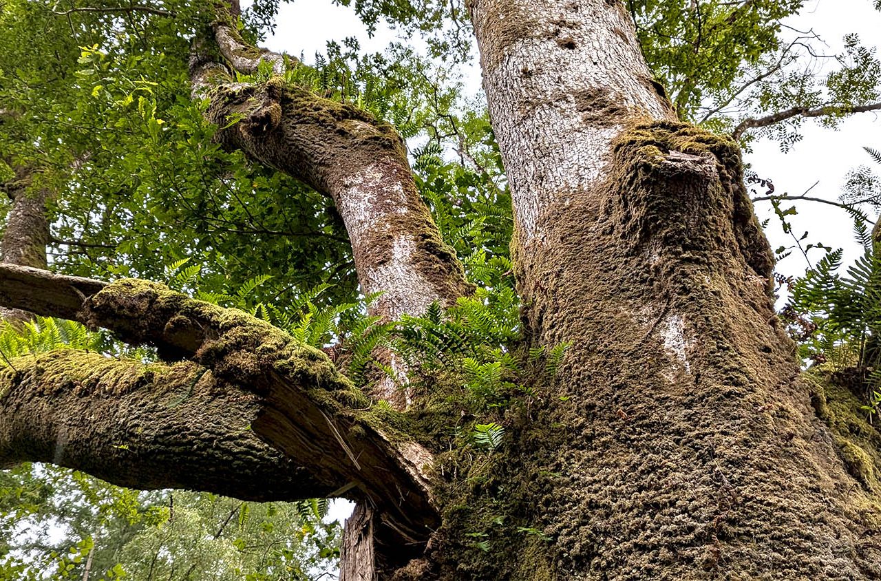 A carpeted tree in Ceunant Llennyrch.