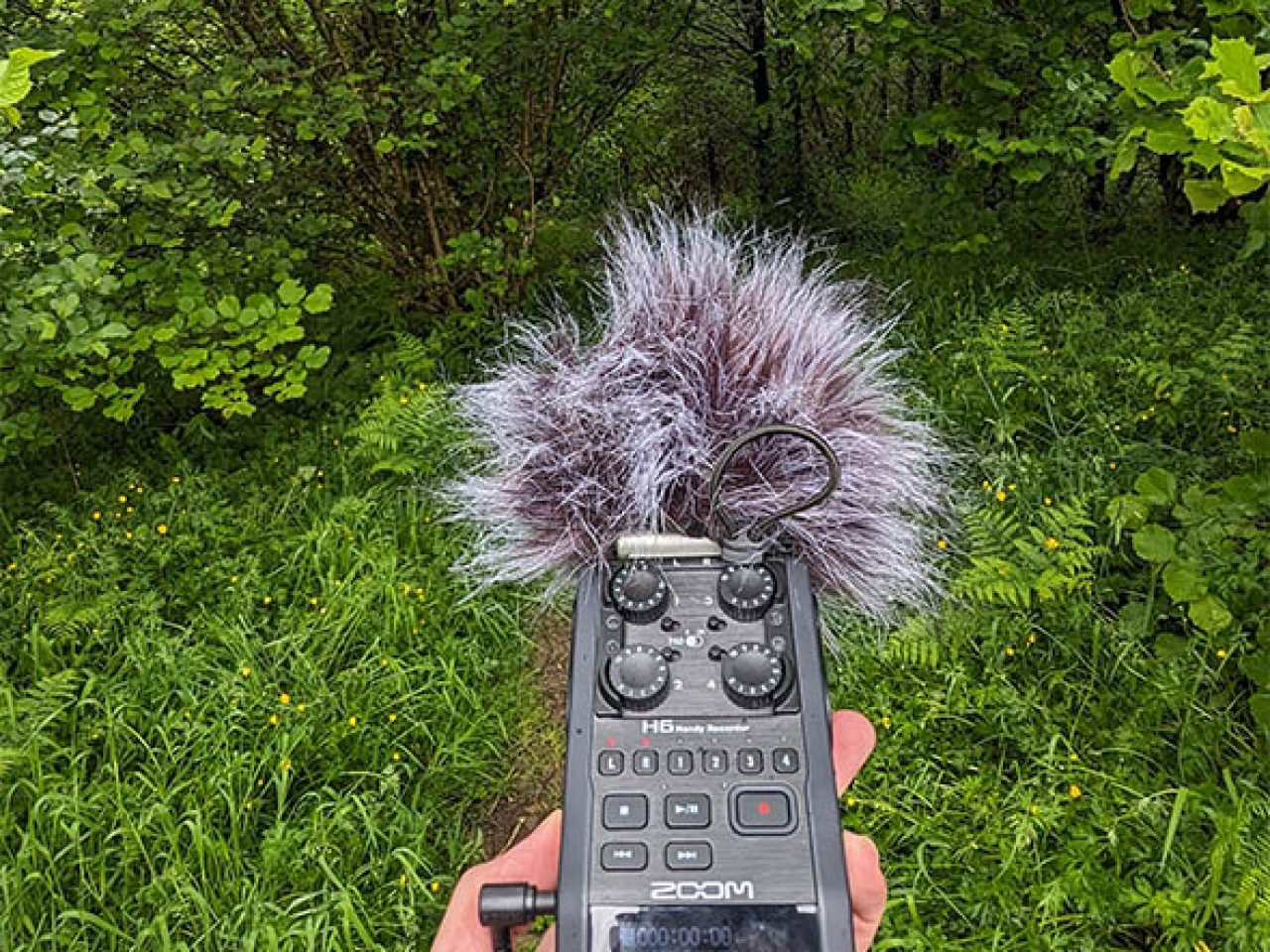 Recording soundscapes in Carrifran Wildwood, Scotland.