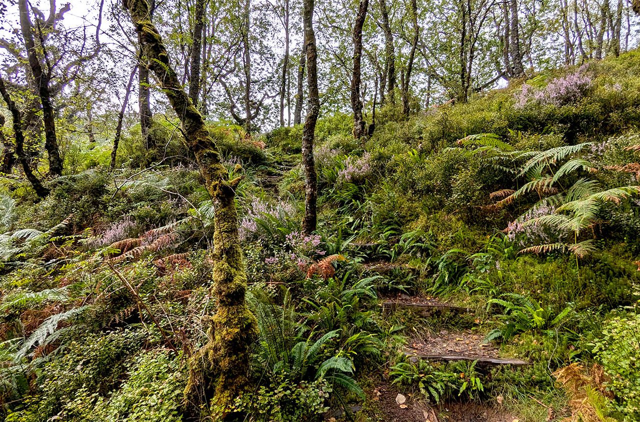 One of Britain's most stunning temperate rainforests: Ceunant Llennyrch, in North Wales.