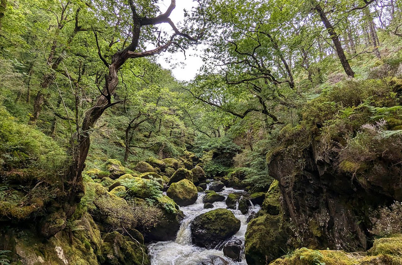 Another beautiful landscape in a temperate rainforest: Coed Cymerau in North Wales.